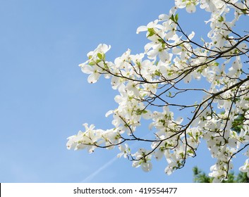 White Dogwood Tree Flowers Blooming