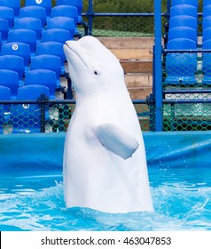 White Dolphin In The Pool