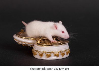 White Domestic Baby Rat With A Casket Of Gold Coins