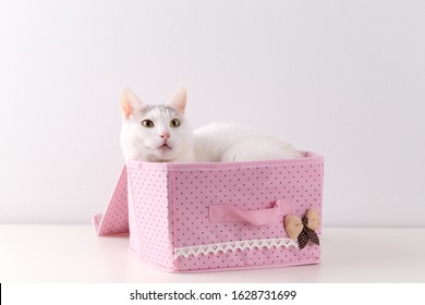 White Domestic Big Cat Seating Inside The Small Pink Starage Box Against The Wall