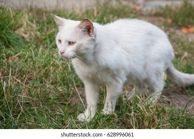 White Domestic Cat Stock Photo 628996061 | Shutterstock