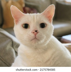 A White Domestic Cat With Heterochromia