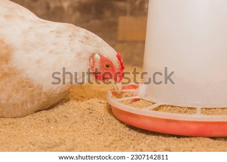 White domestic country chicken close-up hen pecking at grains at feeder.