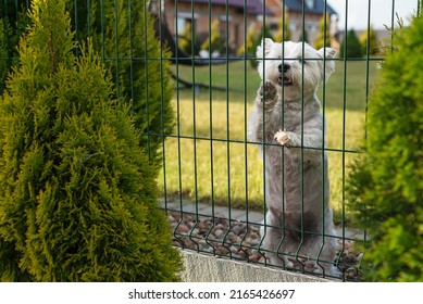 A white domestic dog in front of the house sits behind a fence on the lawn. Puppy on the grass.