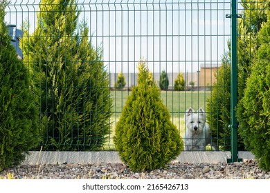 A white domestic dog in front of the house sits behind a fence on the lawn. Puppy on the grass.