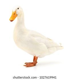 White Domestic Duck Isolated On White Background.