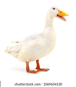 White Domestic Duck Isolated On White Background.