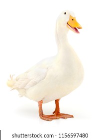 White Domestic Duck Isolated On White Background.