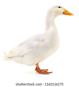 White Domestic Duck Isolated On White Background.