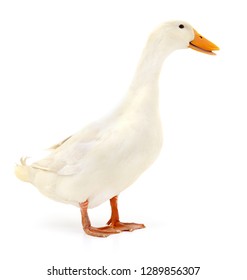 White Domestic Duck Isolated On White Background.