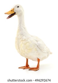 White Domestic Duck Isolated On White Background.