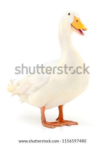 White domestic duck isolated on white background.