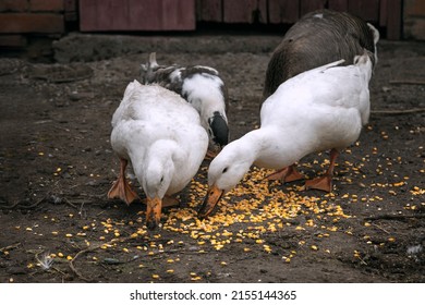 White Domestic Ducks Graze In A Rural Yard. A Domestic Duck On A Blurry Background, A Rural Scene. Breeding Poultry For Meat. Selective Focus.