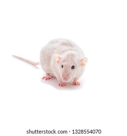 White domestic dumbo husky rat isolated on white background. Fat pregnant rat