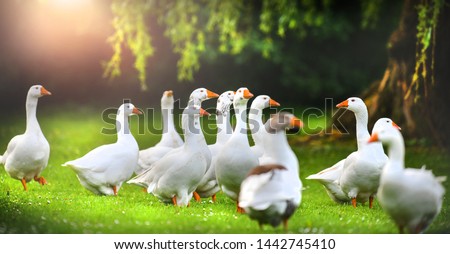White domestic geese in green park. Goose with an orange beaks on beautiful meadow.