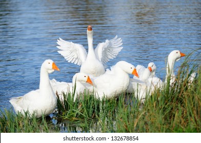 White domestic geese swimming in the lake by the shore with one goose flapping its wings
