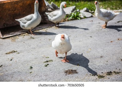 White Domestic Goose Attack: Hiss And Try To Bite. Family Protection