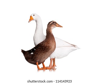 White Domestic Goose And Duck Isolated On White Background