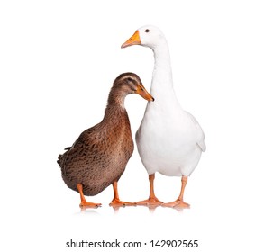 White Domestic Goose And Duck Isolated On White Background