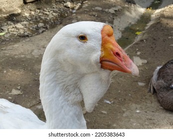 White Domestic Goose Head Close-up