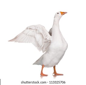 White domestic goose isolated on white background