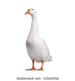 White domestic goose isolated on white background