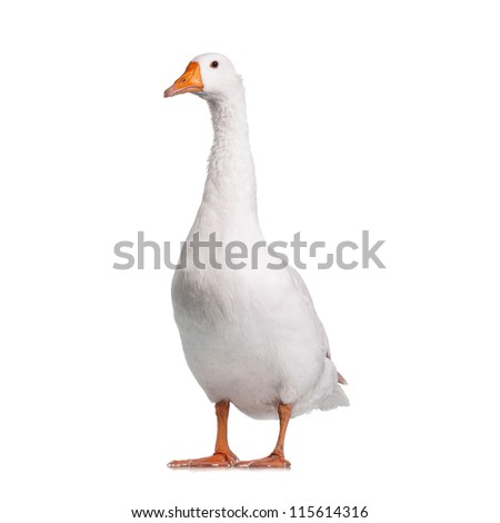 White domestic goose isolated on white background