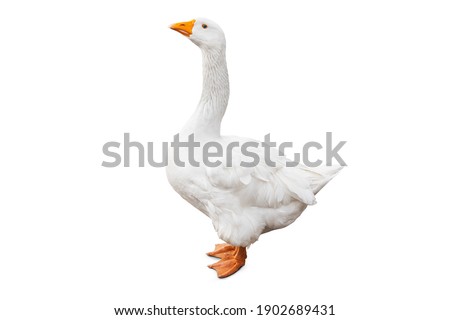 White domestic goose isolated on white background with clpping path