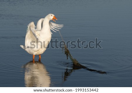 Similar – Foto Bild Verfangen Wassertropfen