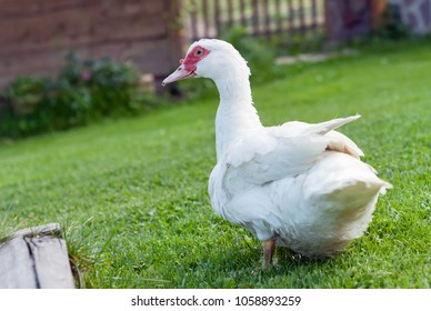 White Domestic Organic Duck Goose Bio Farm, Bird Flu