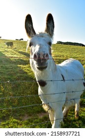 A white donkey looking for a scratch on the head on an early summer morning. 