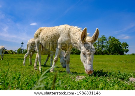 white donkey near illmitz in the austrian national park neusiedler see, seewinkel Stock photo © 