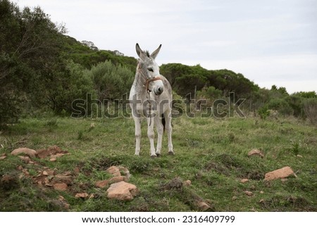 white donkey on a hill in uruguay 