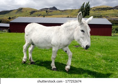 White donkey walks on the farm.