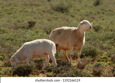 White Dorper Ewe With Her Lamb