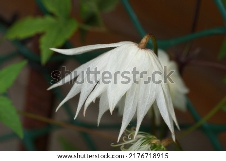 White double Atragene (clematis) variety Albina Plena. One flower close up.                               