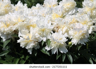 White double flowers of Paeonia lactiflora (cultivar Top Brass). Flowering peony in garden