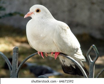 White Dove