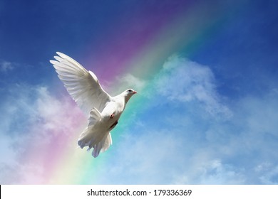 White dove against clouds and rainbow concept for freedom, peace and spirituality