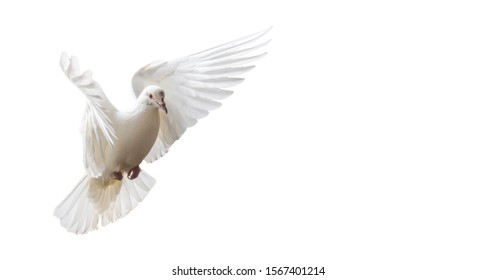 white dove beautifully flies isolated on white, unique frames