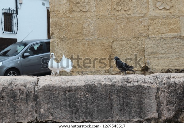 White dove and Black pigeon - a\
dance of two birds on the wall of old castle in Ronda.\
Spain