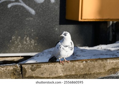 A white dove with black spots on its plumage on a curb against a dark building wall in an urban environment. Direct sunlight shines on the bird. Frosty sunny winter day - Powered by Shutterstock