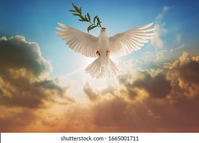 White Dove carrying olive leaf branch on Beautiful light and lens flare .Freedom concept and international day of peace