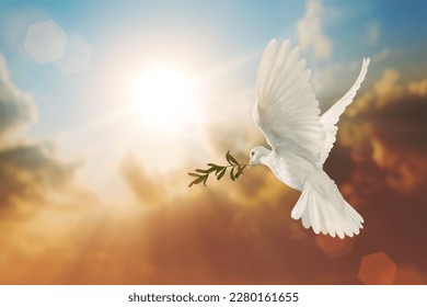 White Dove carrying olive leaf branch on Beautiful light and lens flare .Freedom concept and international day of peace , Free Clipping path 