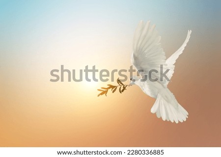 White Dove carrying olive leaf branch on Beautiful light and lens flare .Freedom concept and international day of peace , Free Clipping path 