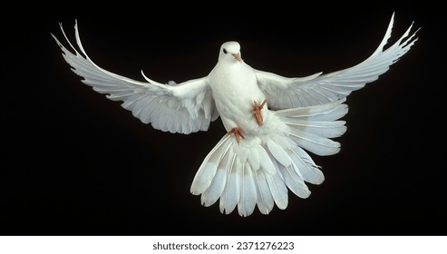 Paloma blanca, livia de columba, adulto en vuelo contra fondo negro