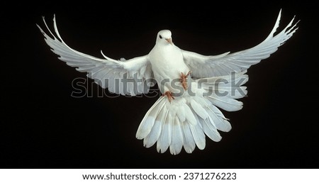 White Dove, columba livia, Adult in Flight against Black Background