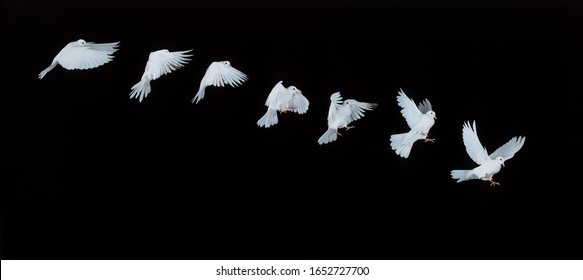 White Dove, columba livia in Flight, Movement Sequence     - Shutterstock ID 1652727700