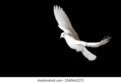 white dove flies with its wings spread on black