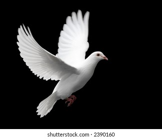 White Dove In Flight 1